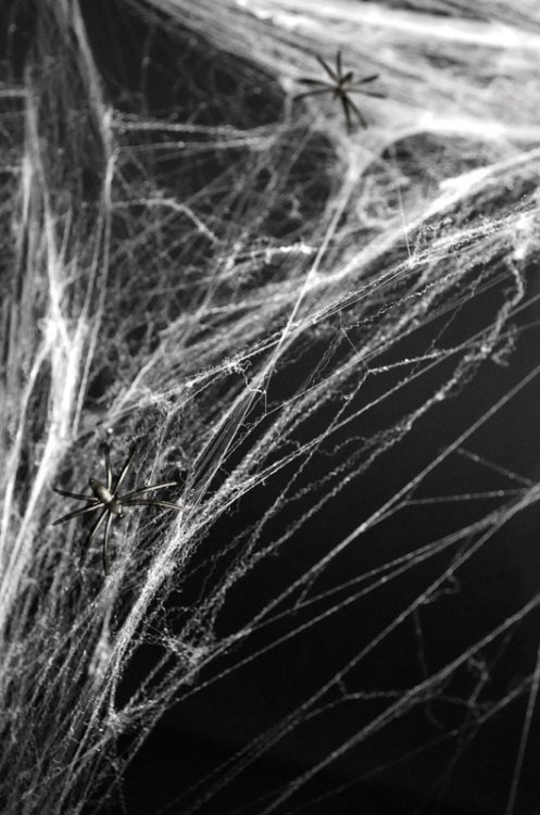 Άσπρος Ιστός Αράχνης Με Μαύρες Αράχνες