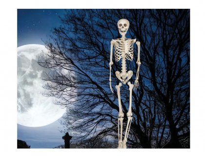 Large size skeleton in natural color fof Halloween decoration