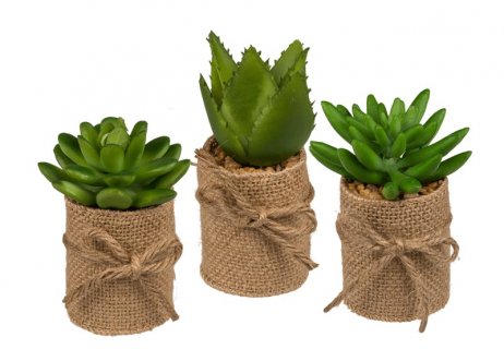 Set of succulents in pots with jute fabric 3pcs