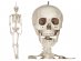 Large skeleton in natural color 160cm