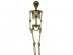 Large gold skeleton 160cm